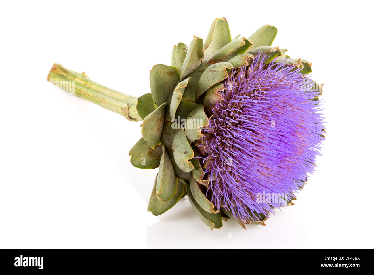 Vaches blanches dans les pâturages hollandais Banque D'Images