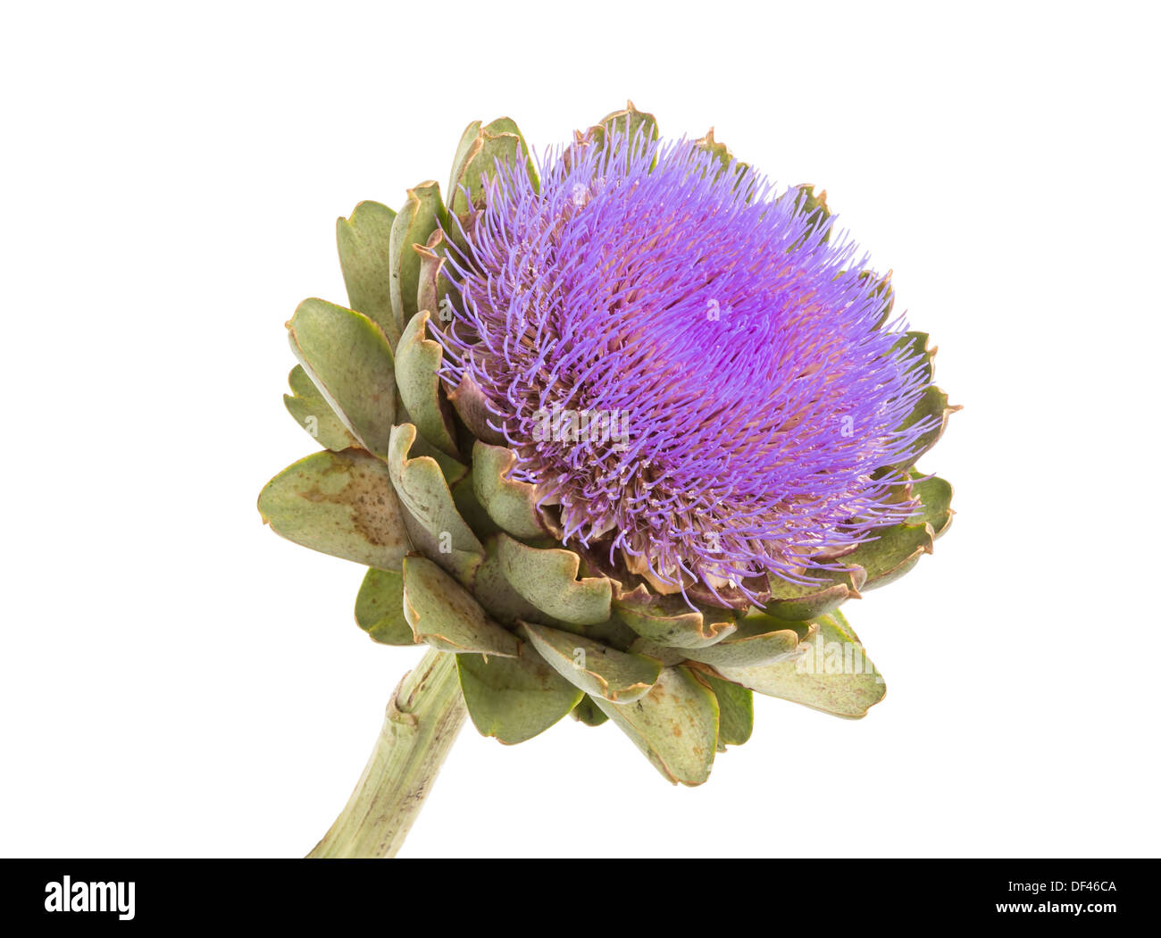 Vaches blanches dans les pâturages hollandais Banque D'Images