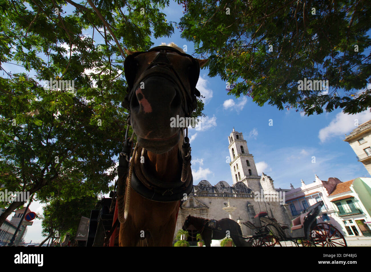 Des voitures à chevaux attendent des passagers sur la Plaza de San Francisco - La Havane, Cuba Banque D'Images