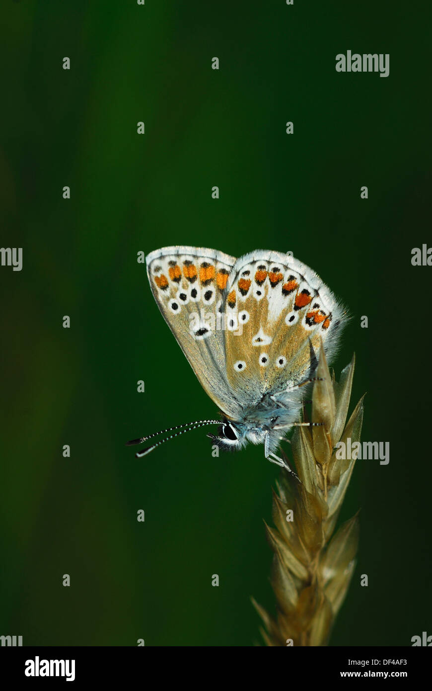 Un papillon bleu commun à l'arrêt sur une tête de semences UK Banque D'Images