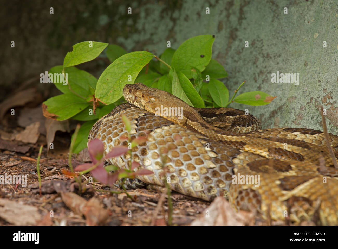 Serpent Banque D'Images