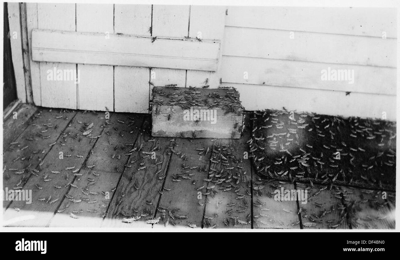 Cette photographie capture des sauterelles, montrant probablement un grand groupe ou un essaim, illustrant l'impact de ces insectes sur l'environnement ou l'agriculture. Banque D'Images