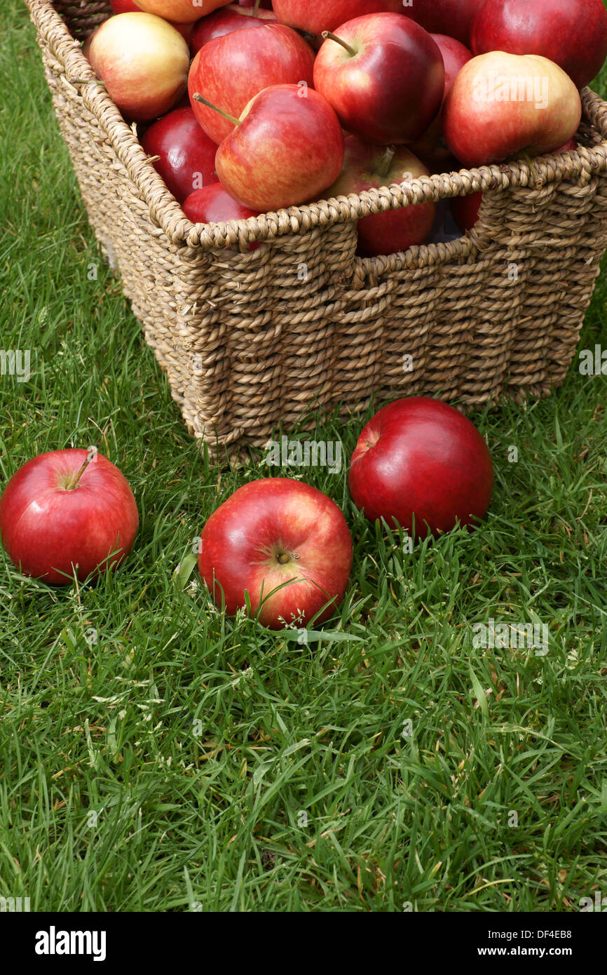 Rouge brillant fraîchement récolté les pommes de découverte Banque D'Images