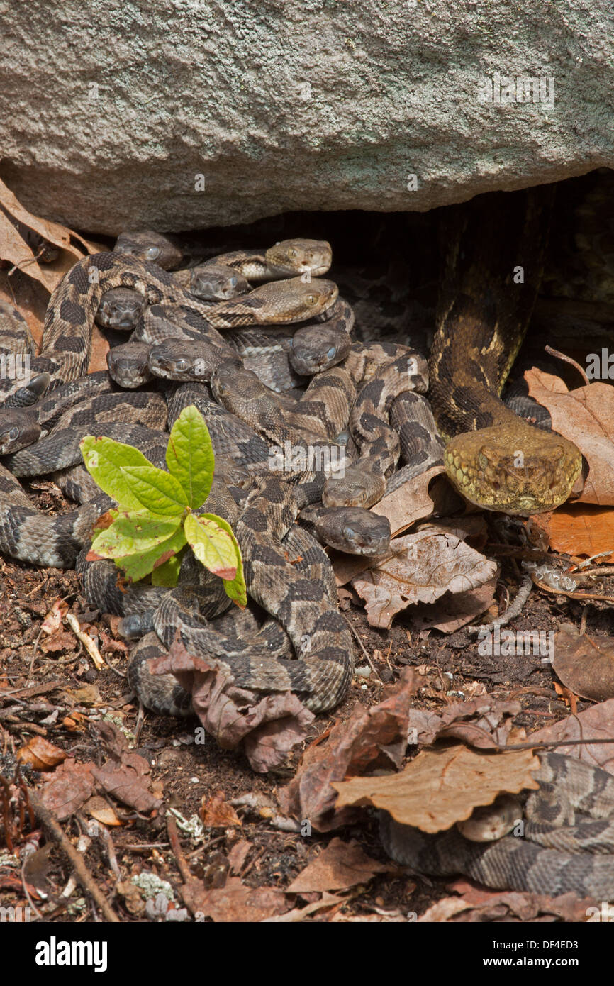 Le crotale des bois Crotalus horridus,, New York, femelle adulte(s) et les jeunes nouveau-né Banque D'Images