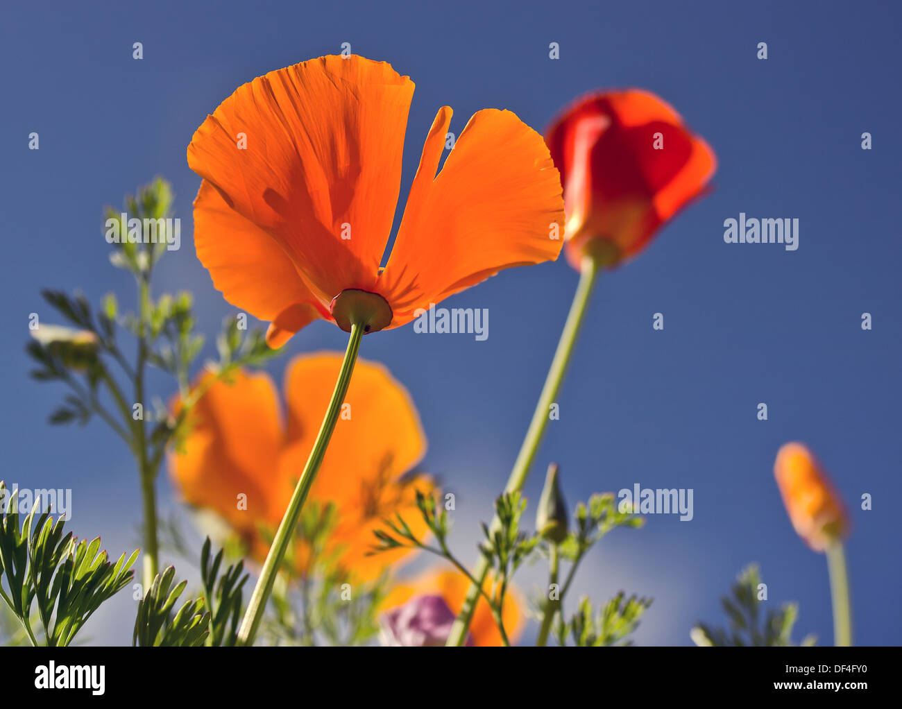 Poppies tendant vers un ciel bleu. Banque D'Images