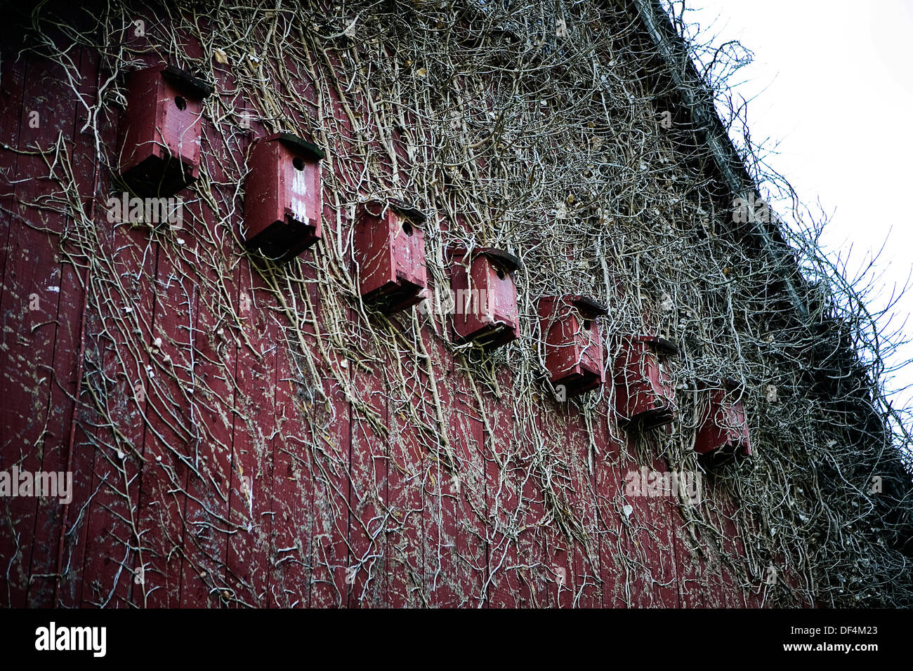 Rangée de maisons d'oiseaux rouge sur le côté de la Grange couverte de vignes mortes Banque D'Images