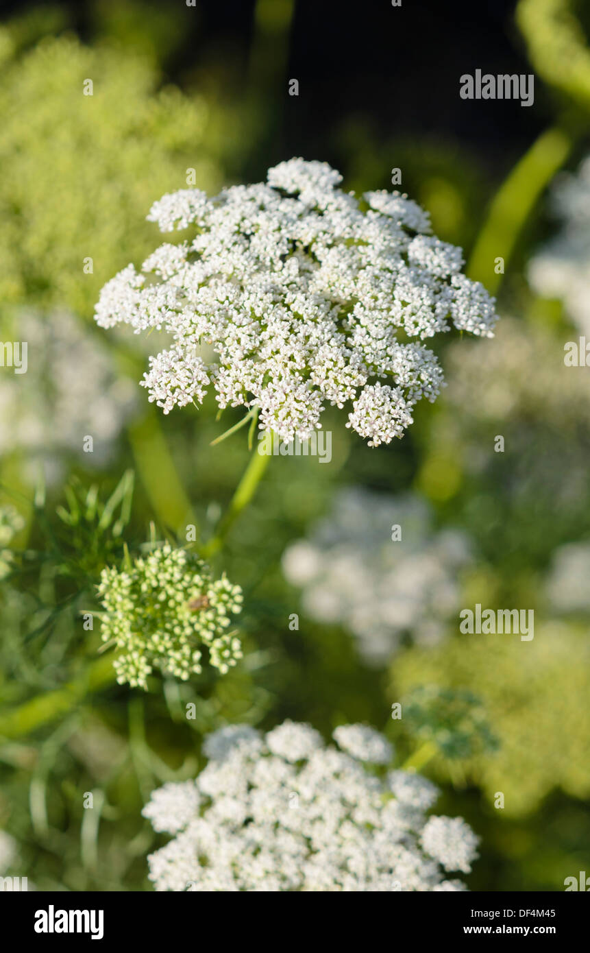 Cure-dents (mauvaises herbes) ammi visnaga Banque D'Images