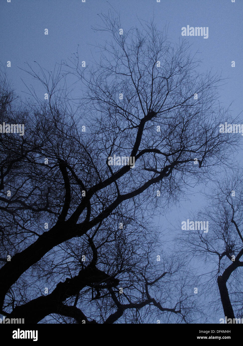 Silhouette d'arbre branches contre Purple Sky, Low Angle View Banque D'Images