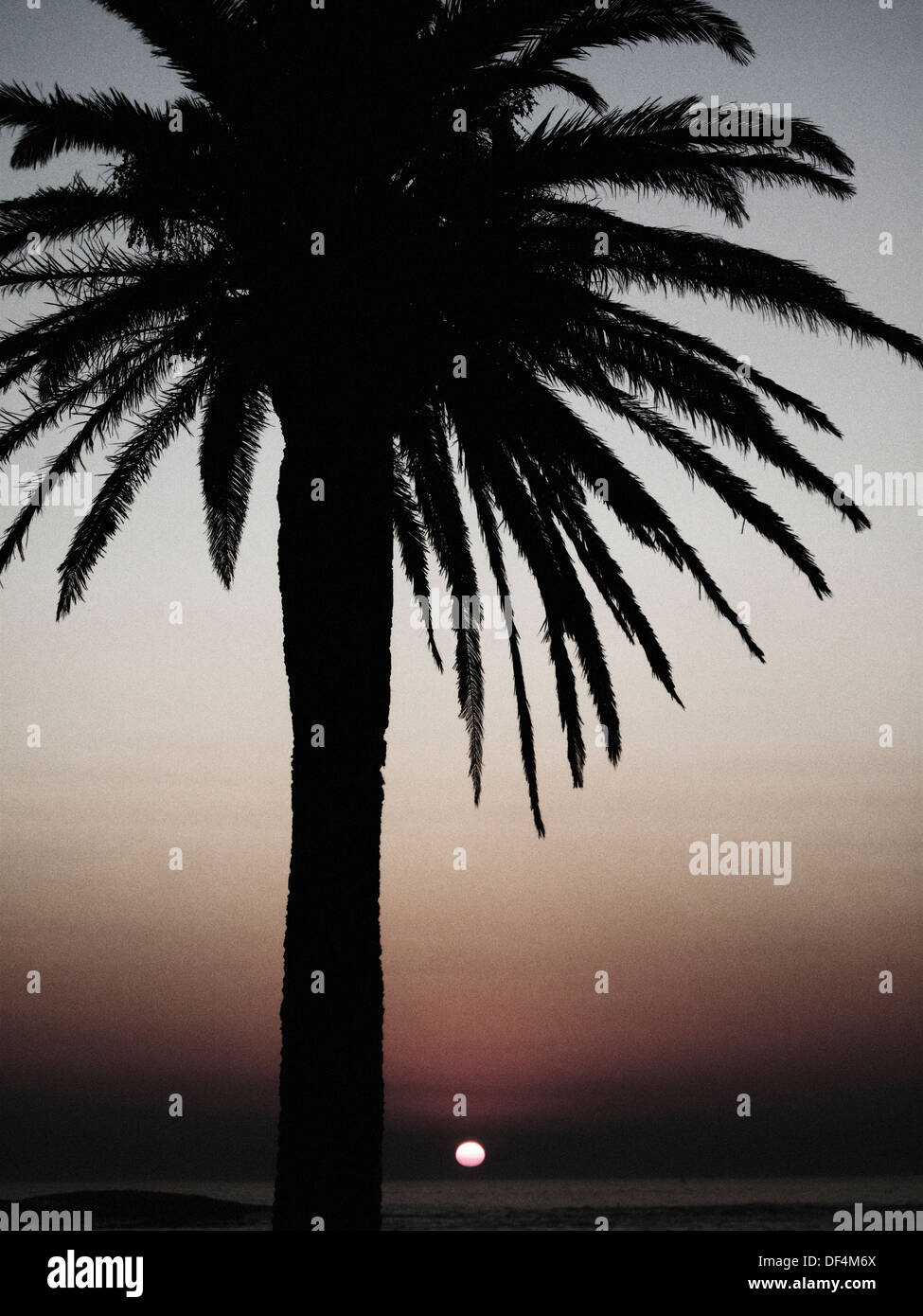 Silhouette of Palm Tree on Beach at Sunset Banque D'Images