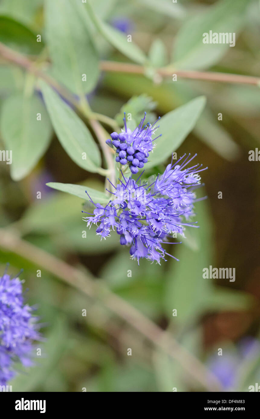 Barbe Bleue (caryopteris x clandonensis 'Heavenly Blue') Banque D'Images