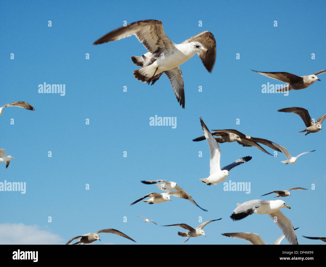 Mouettes volantes Against Blue Sky, Low Angle View Banque D'Images