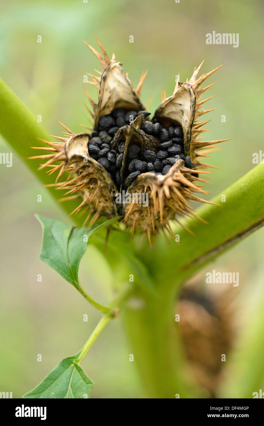 Stramoine (Datura stramonium) Banque D'Images