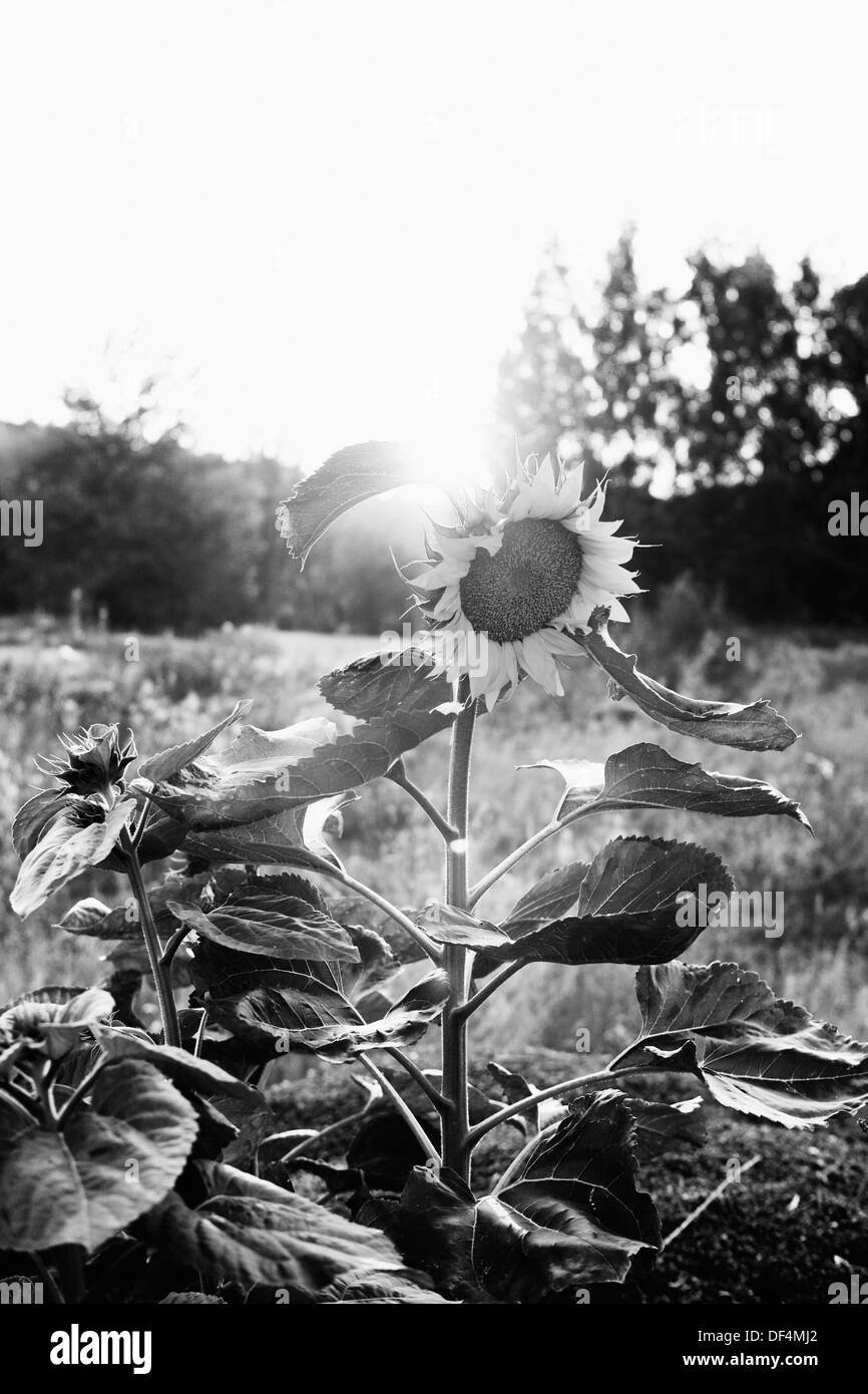 Dans le champ de tournesol Banque D'Images