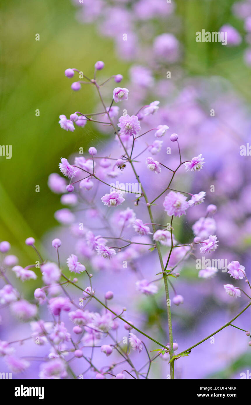 Rue meadow chinois (Thalictrum delavayi 'Hewitt's double') Banque D'Images