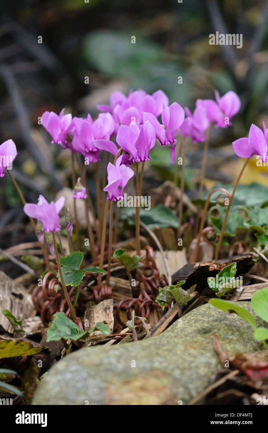 À feuilles de lierre (cyclamen hederifolium cyclamen cyclamen neapolitanum) syn. Banque D'Images