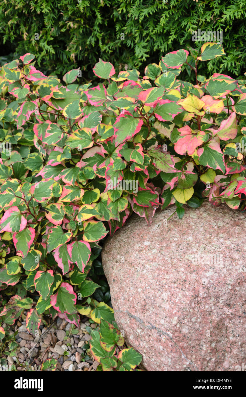 La plante caméléon (houttuynia cordata 'chameleon' syn. houttuynia cordata 'Variegata') Banque D'Images