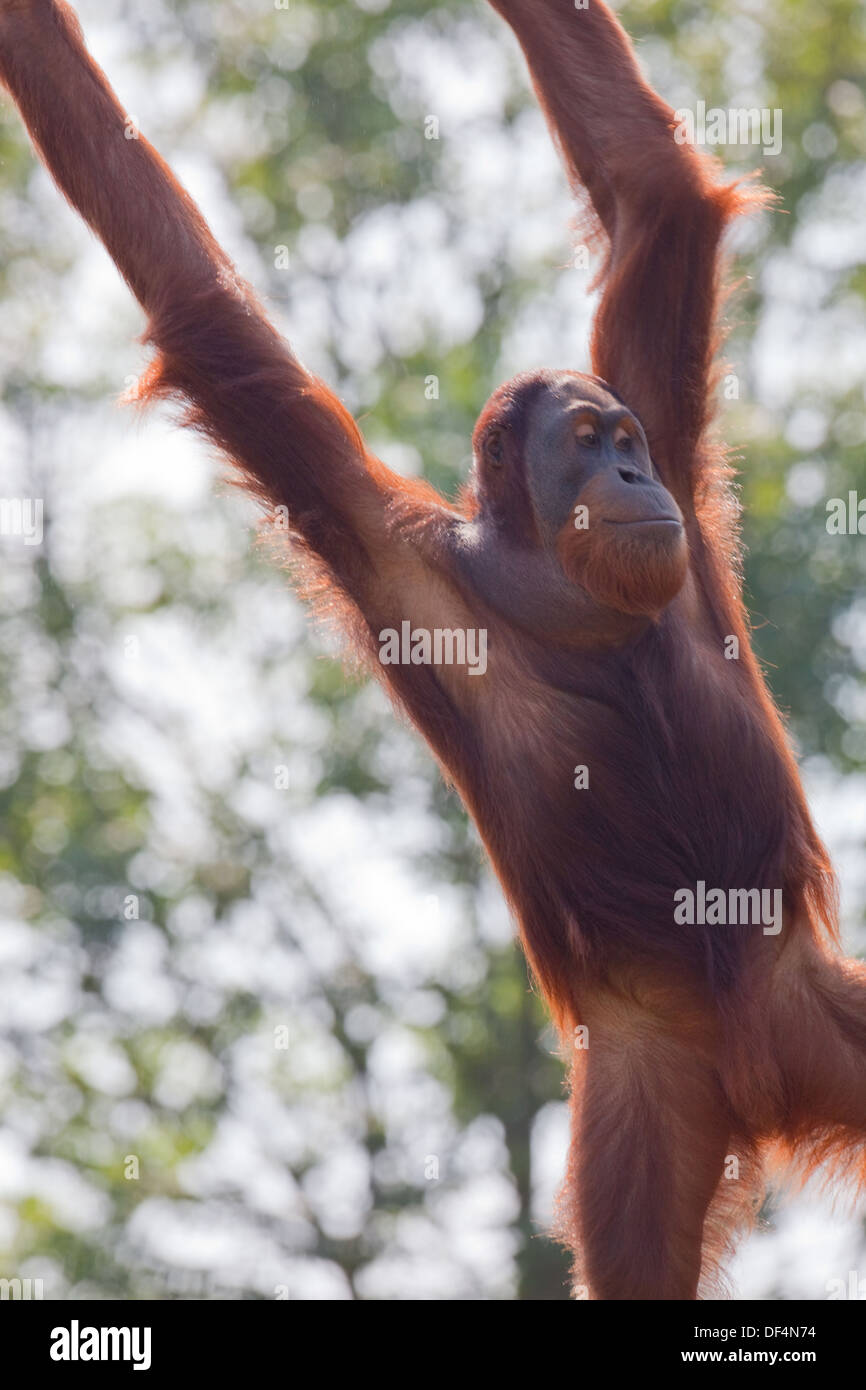 L'orang-outan de Sumatra (Pongo abelli) . Femelle adulte. Mouvement et locomotion arboricole. Durrell Wildlife Conservation Trust. Jersey Banque D'Images