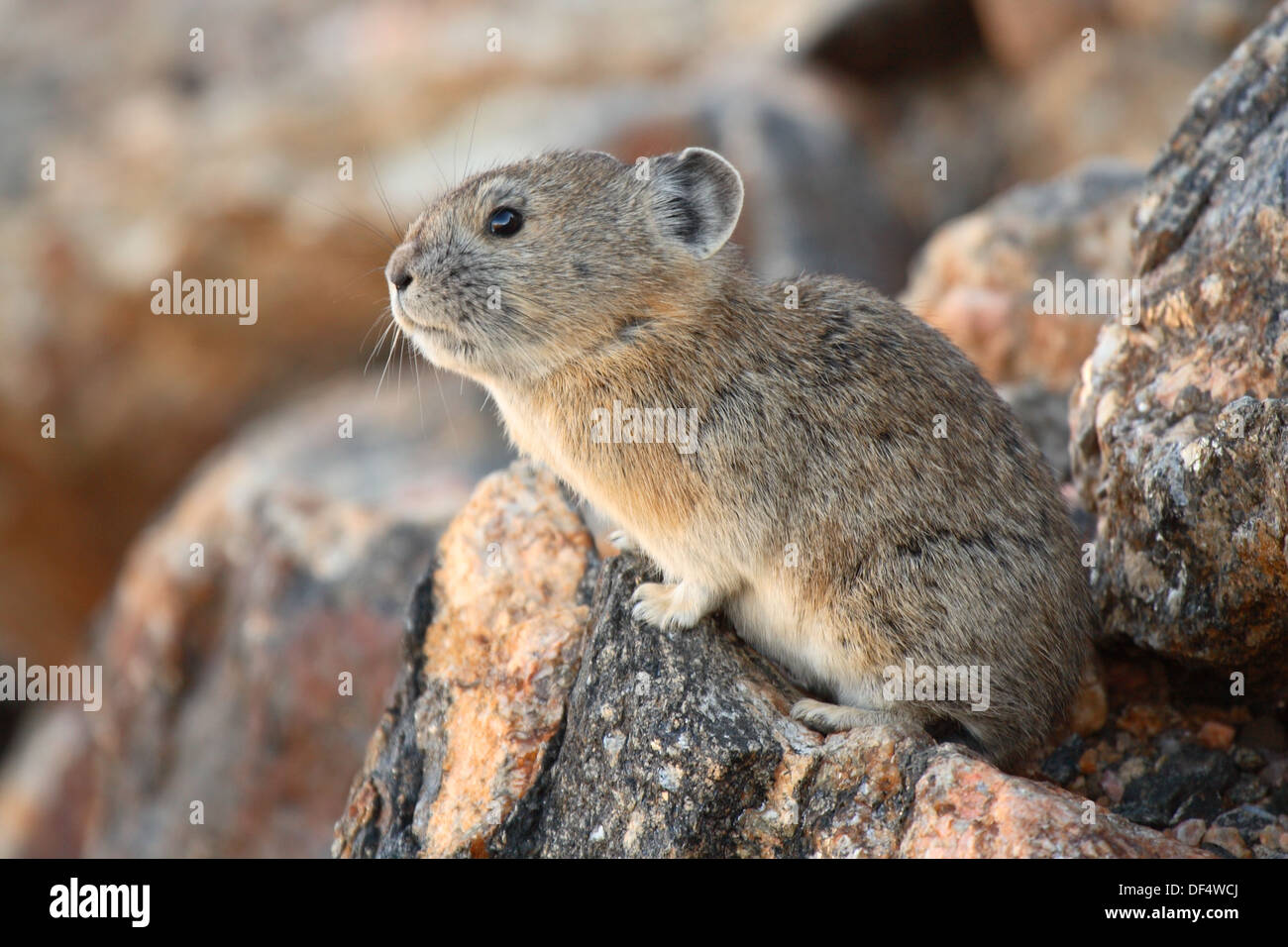 Une alerte au repos mais Pika sur un éperon de la perchaude. Banque D'Images