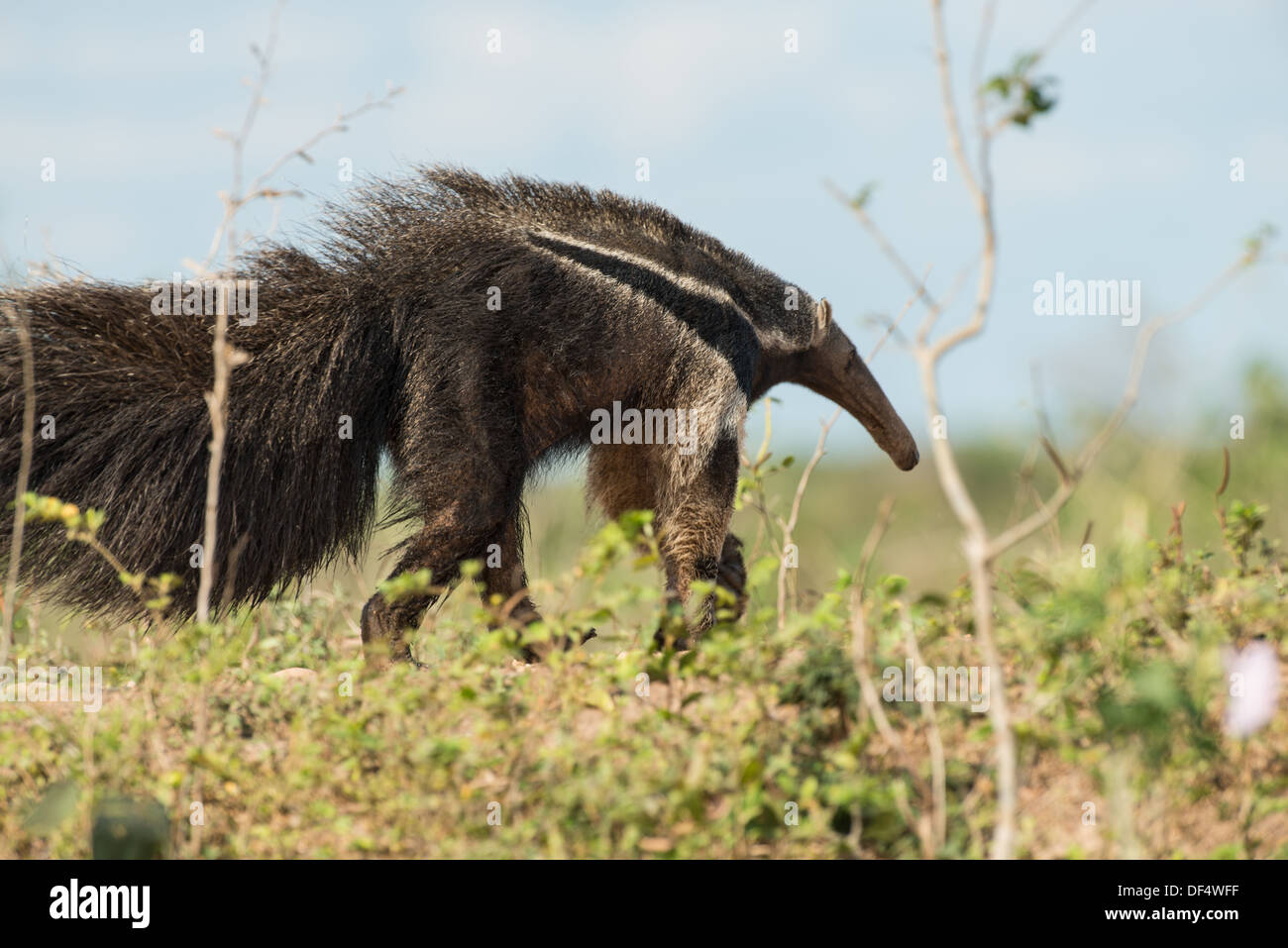 Stock photo d'un fourmilier géant marche, Pantanal, Brésil. Banque D'Images