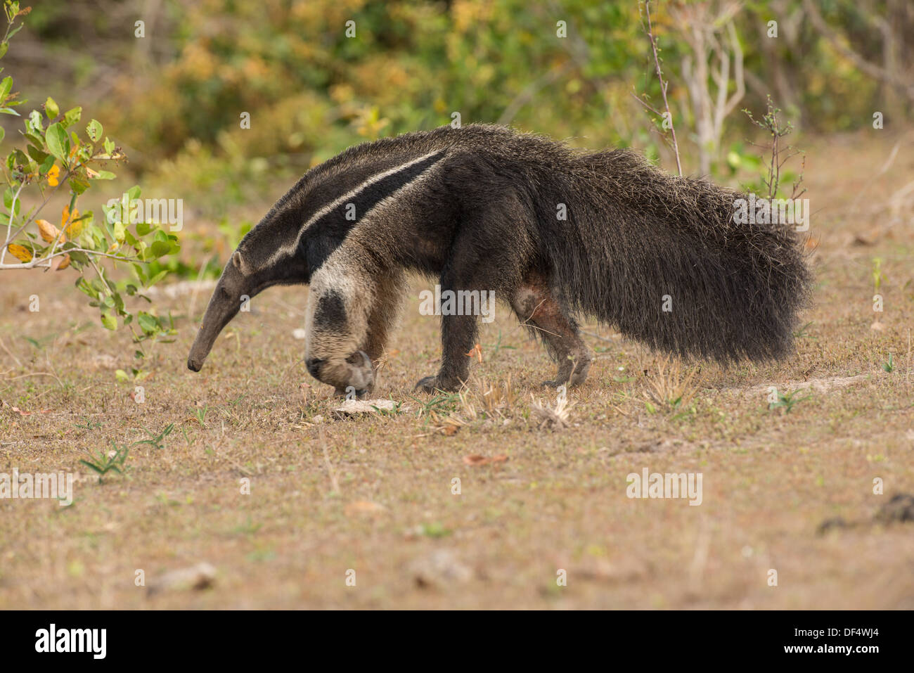 Stock photo d'un fourmilier géant marche, Pantanal, Brésil. Banque D'Images