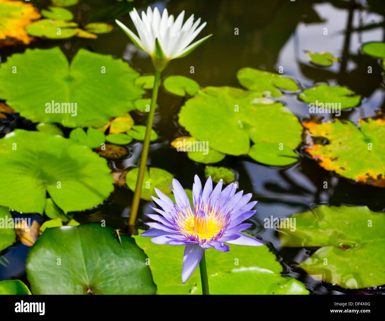 Fond beau beauté asiatique aquatiques bloom blooming blossom botanique botanique exotique de l'environnement décoration fin closeup Banque D'Images