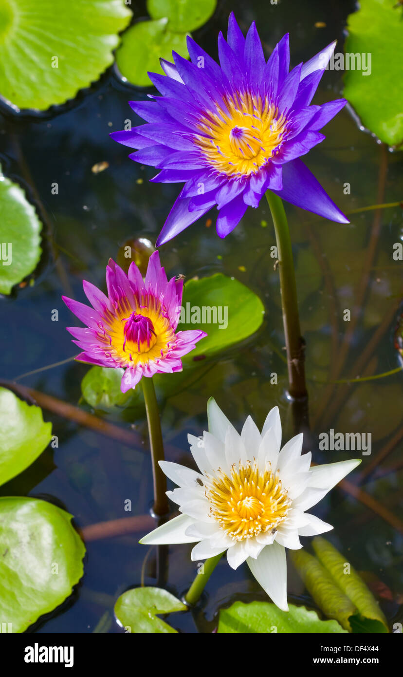 Fond beau beauté asiatique aquatiques bloom blooming blossom botanique botanique exotique de l'environnement décoration fin closeup Banque D'Images