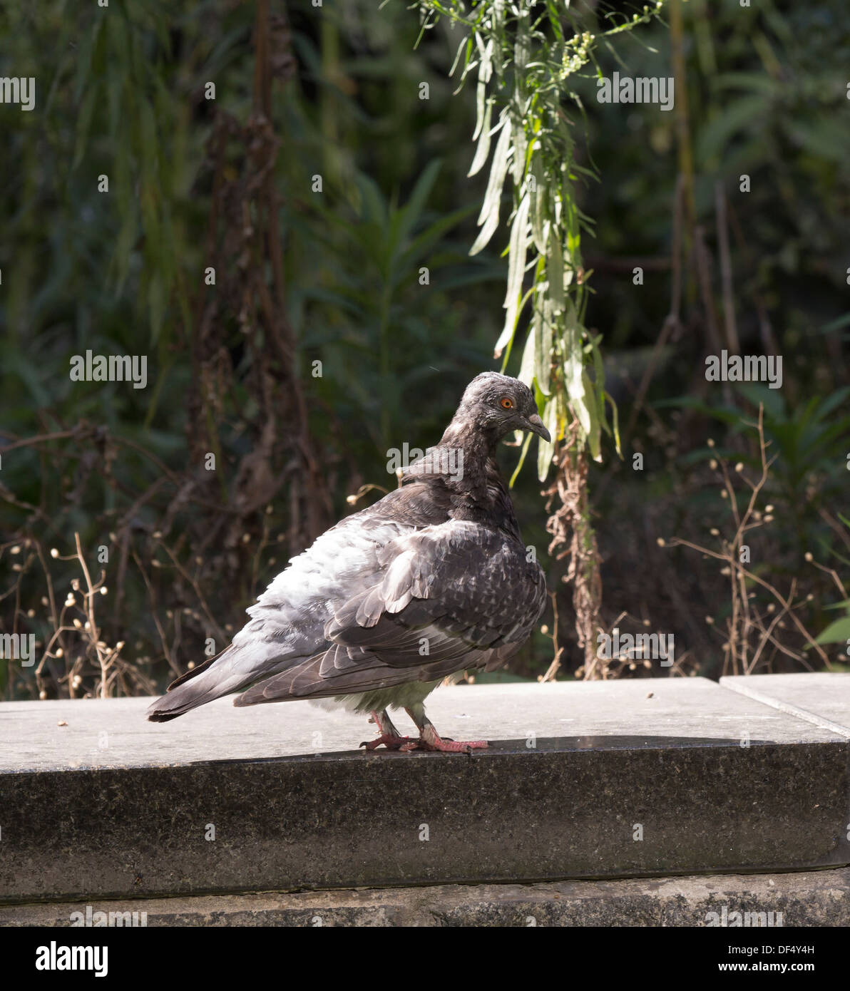 Scruffy pigeon assis sur un mur de briques Banque D'Images