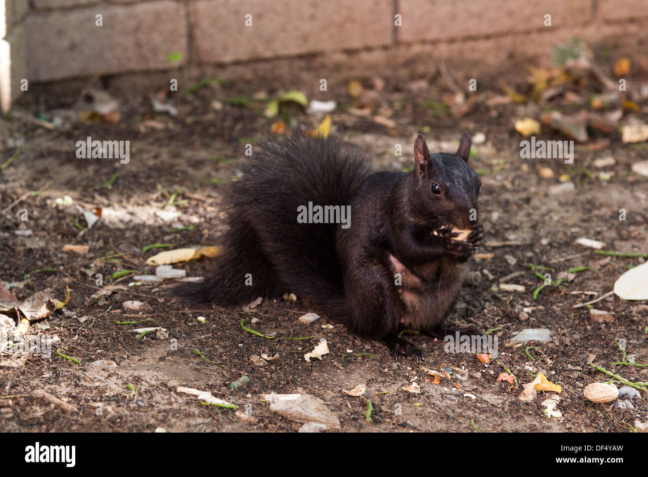Les femmes enceintes de manger de l'écureuil noir en arachide Berczy Park dans le centre-ville de Toronto Banque D'Images