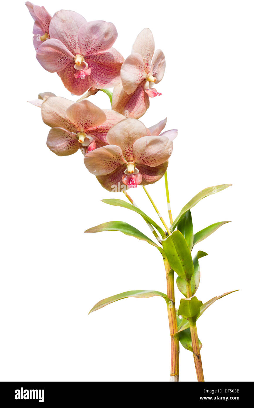Résumé anniversaire fond beau beauté fleur botanique botanique bouquet lumineux de la direction générale de l'usine gros plan propre bud Banque D'Images