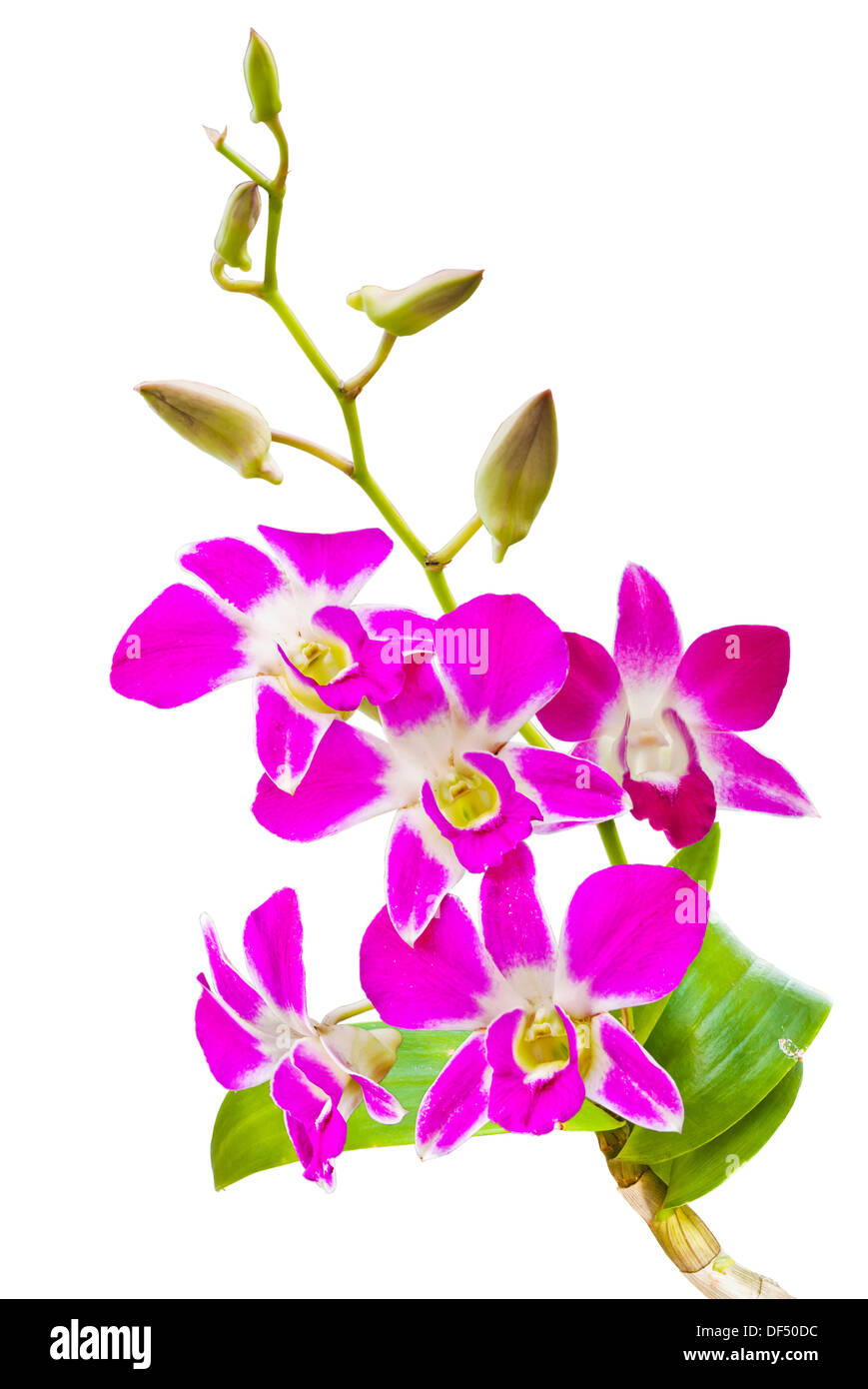 Résumé anniversaire fond beau beauté fleur botanique botanique bouquet lumineux de la direction générale de l'usine gros plan propre bud Banque D'Images