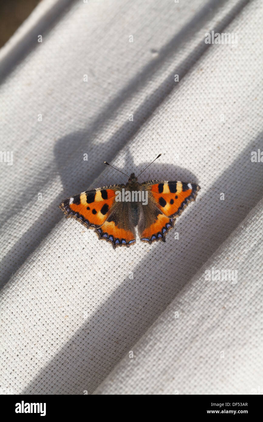 Petit papillon écaille ( Aglais urticae ). Ayant trouvé refuge à hiberner dans une maison pour l'hiver, se réveillant et repose sur un rebord de fenêtre. Banque D'Images