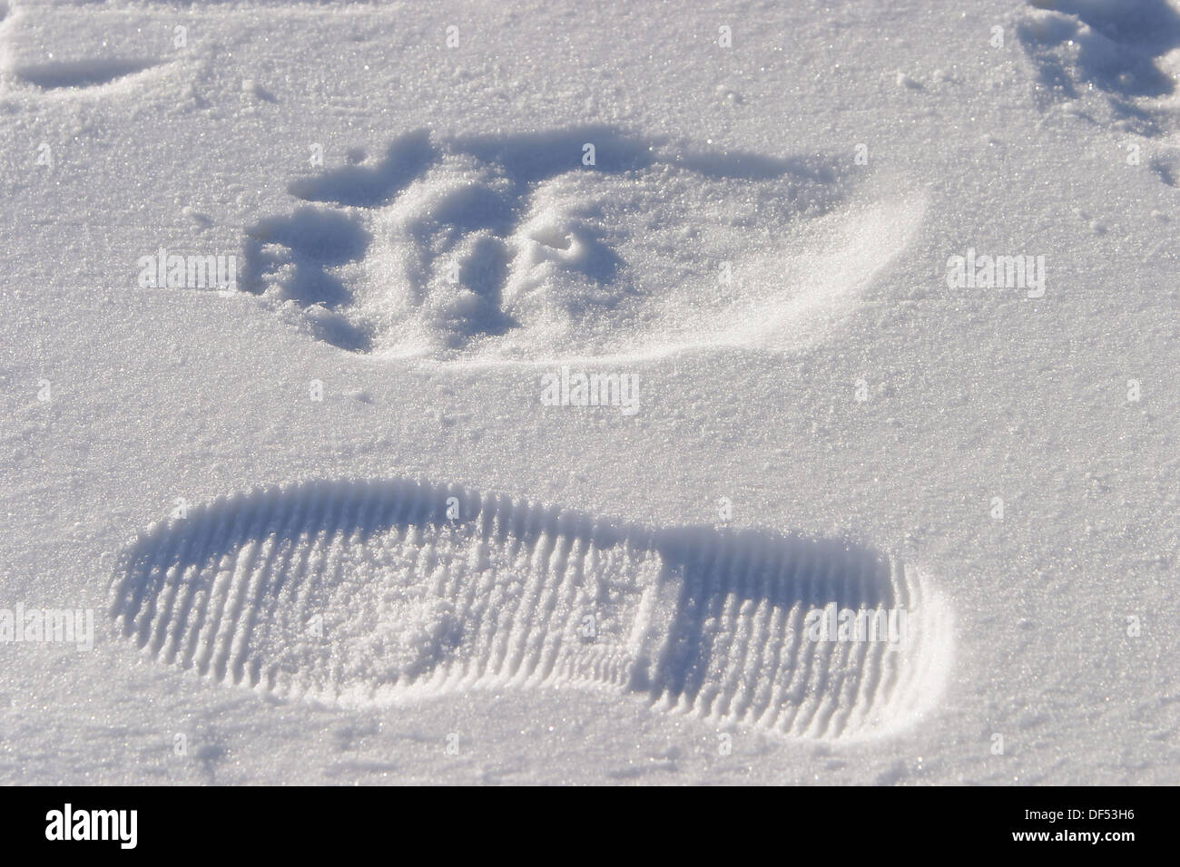 Des profils l'ours polaire (Ursus maritimus) près des services d'amorçage  de l'empreinte humaine sur la neige fraîche près de Churchill, Manitoba,  Canada Photo Stock - Alamy