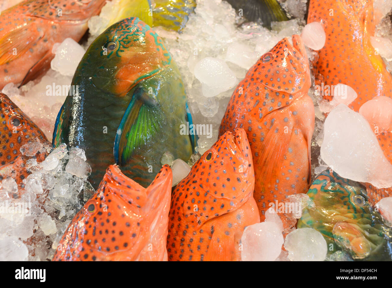 Poissons marins Banque D'Images