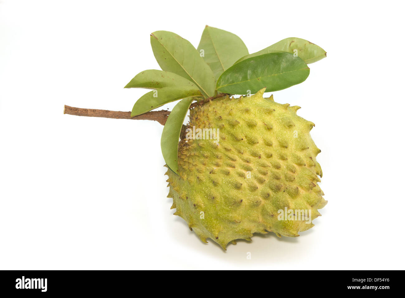 Le figuier de l'Anone. (Annona muricata L.) ,Corossol fruit. Banque D'Images