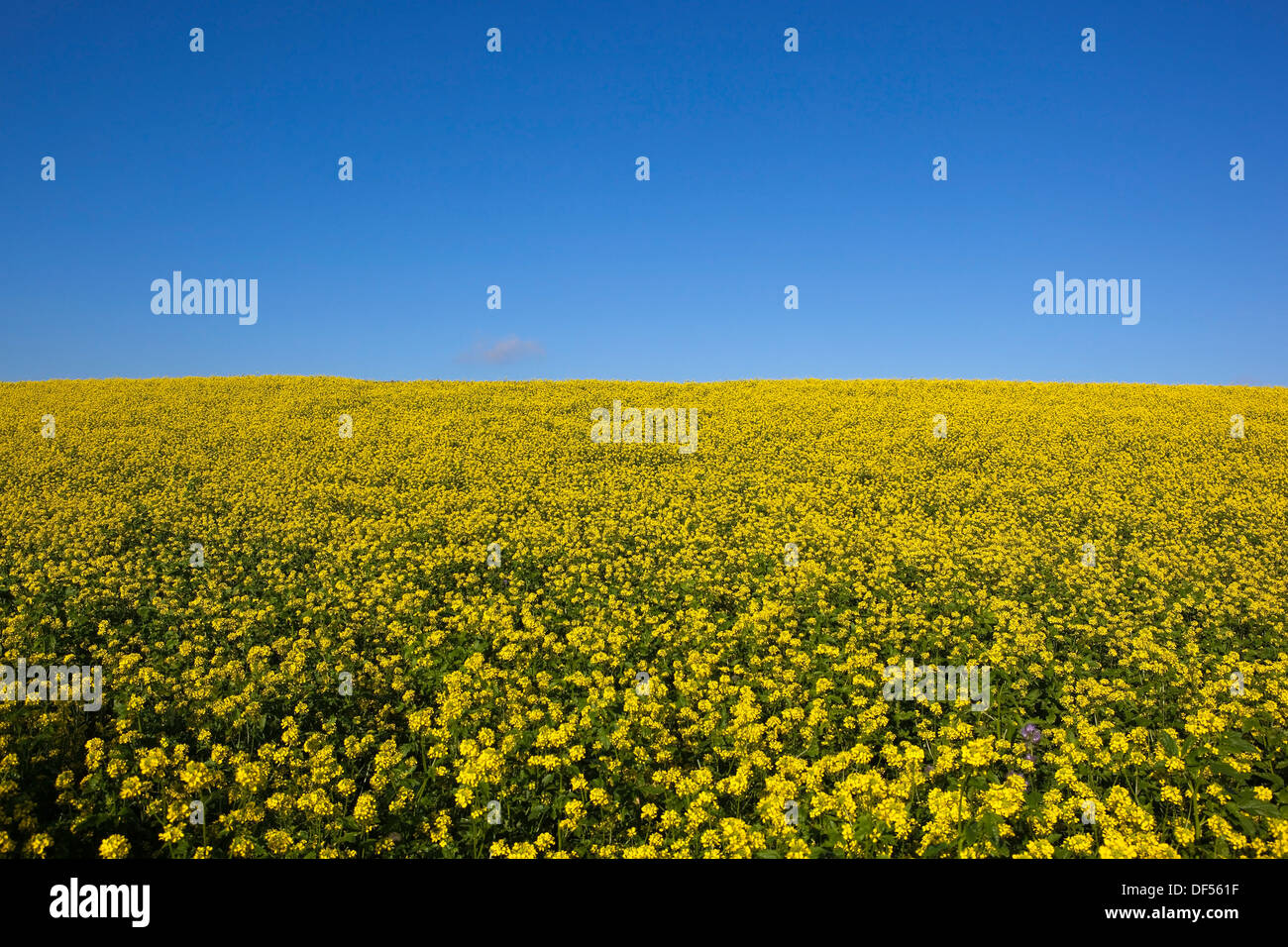 Un lumineux jaune d or domaine de la floraison des plantes de moutarde sous un ciel bleu clair à la fin de l'été Banque D'Images