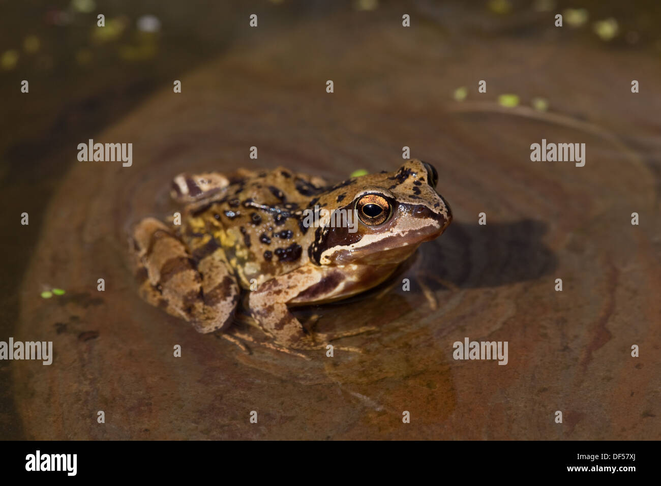 Ou l'herbe commune grenouille (Rana temporaria), au bord d'un étang de jardin. En soirée. En août. Le Norfolk. L'Angleterre. Banque D'Images