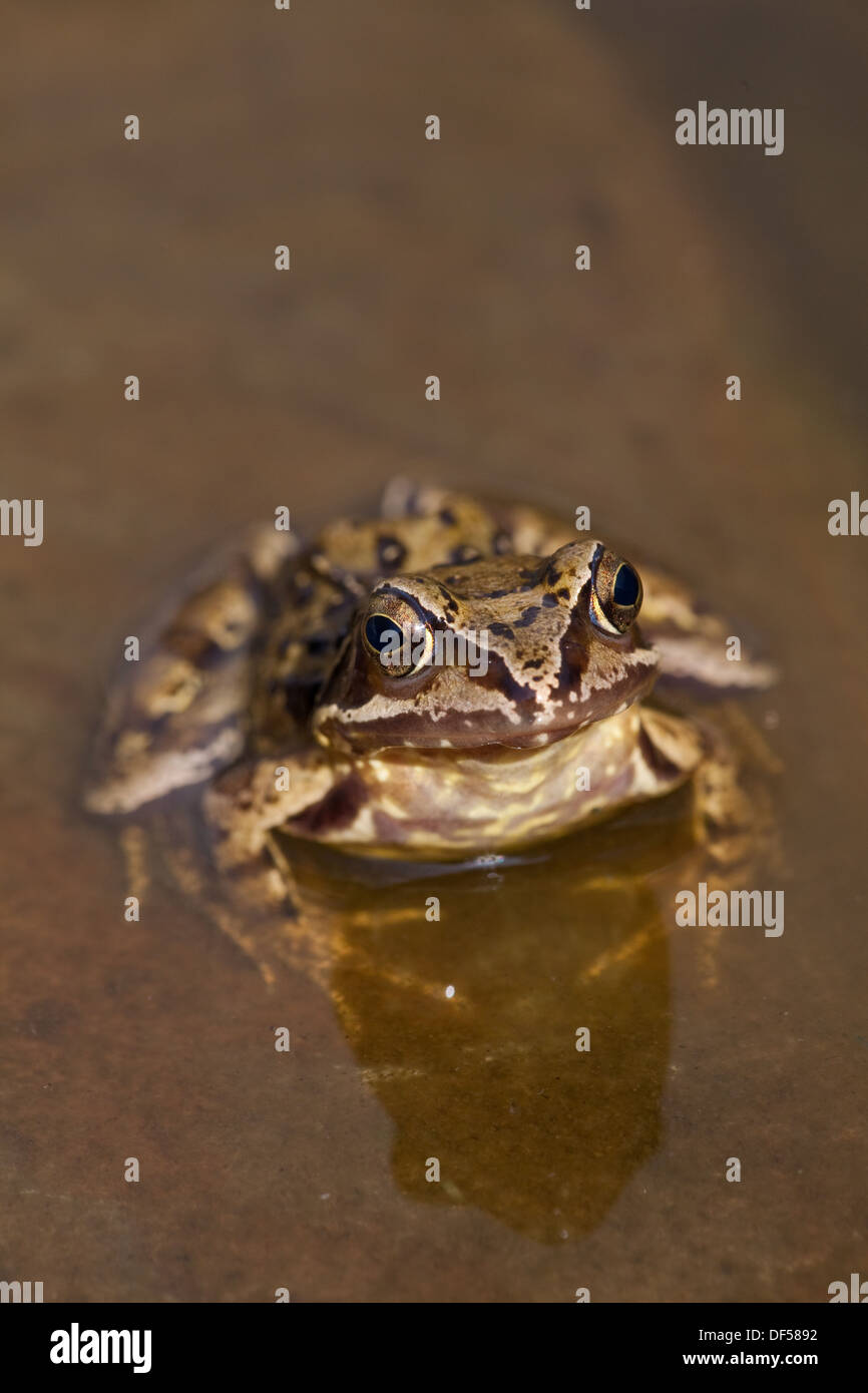 Commune européenne, Brown ou l'Herbe Frog (Rana temporaria). Assis sur une pierre dans l'eau peu profonde au bord d'un étang de jardin. Banque D'Images