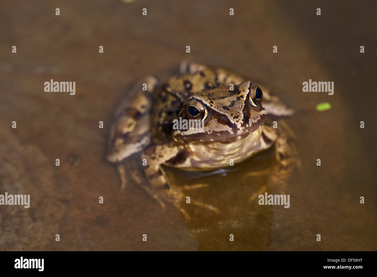 Commune européenne ou Brown Frog (Rana temporaria). Sortant de sous la surface de l'eau assis sur une pierre. Banque D'Images