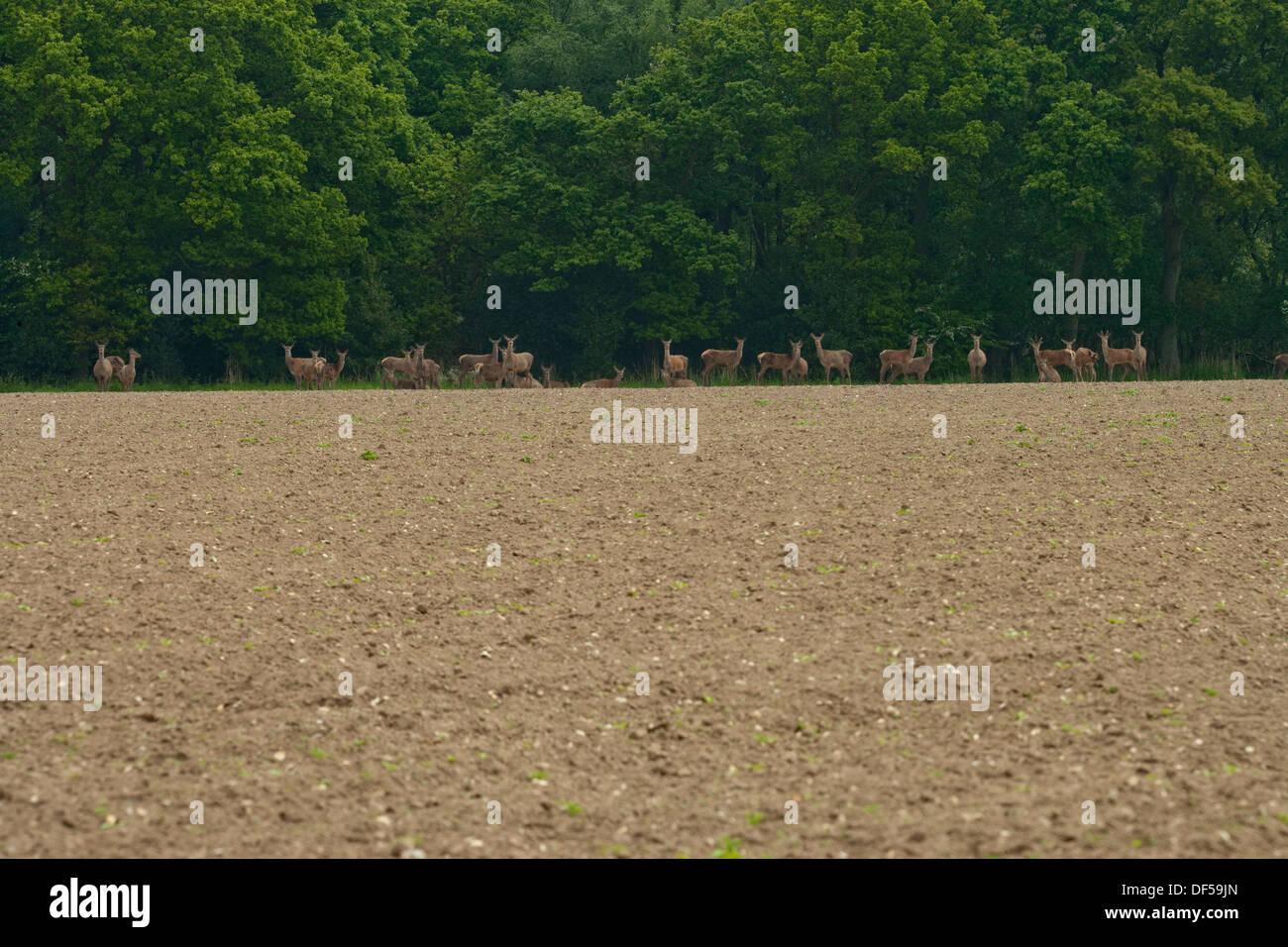 Red Deer (Cervus elaphus). Hinds. Sur le bord, se déplacer pour se nourrir dans un champ de betteraves de plus en plus de terres arables. Ingham , Norfolk. Banque D'Images