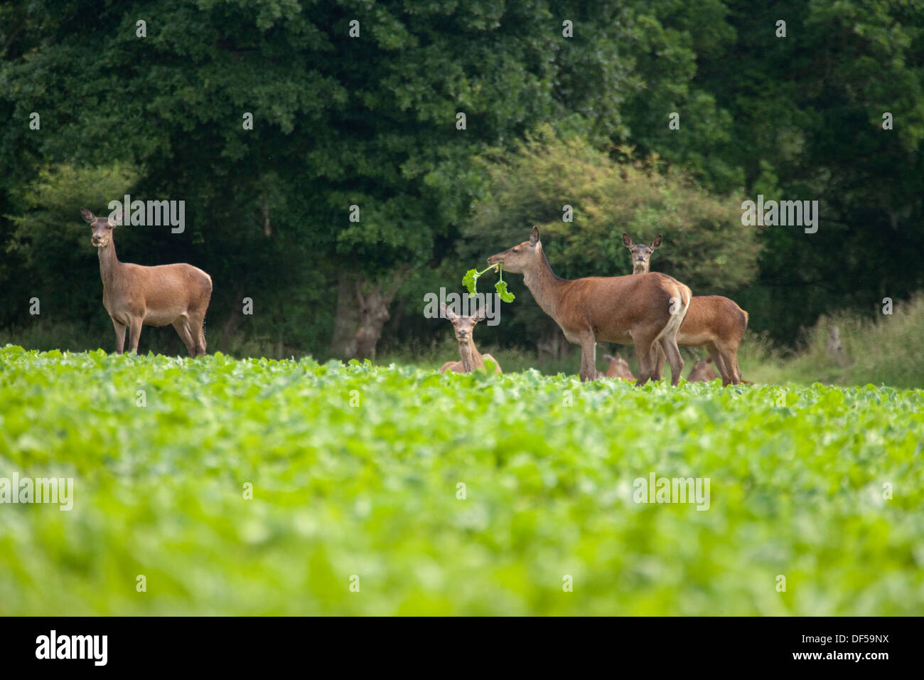 Red Deer (Cervus elaphus). Hinds. Sur le bord, se déplacer dans et les aliments pour animaux à partir d'un champ arable betterave croissante. Ingham , Norfolk. Banque D'Images