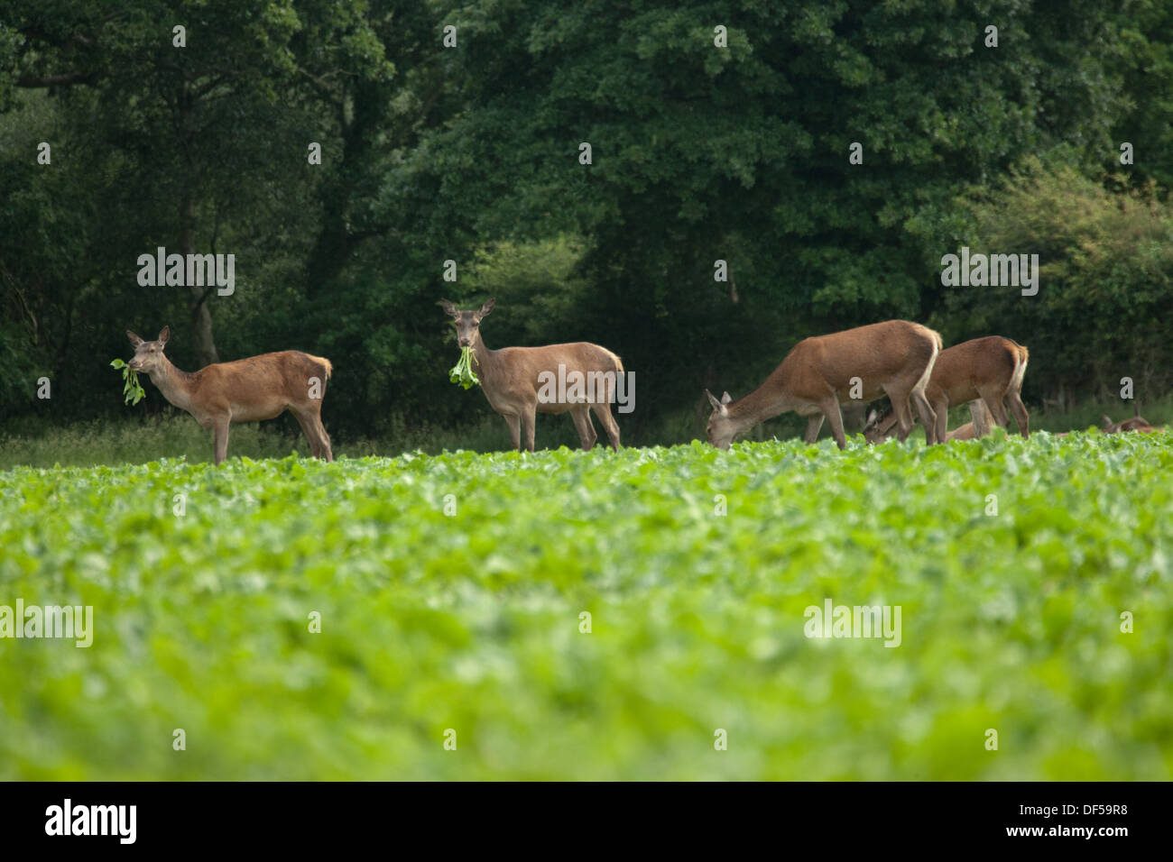 Red Deer (Cervus elaphus). Hinds. Sur le bord, se déplacer dans et les aliments pour animaux à partir d'un champ arable betterave croissante. Ingham , Norfolk. Banque D'Images
