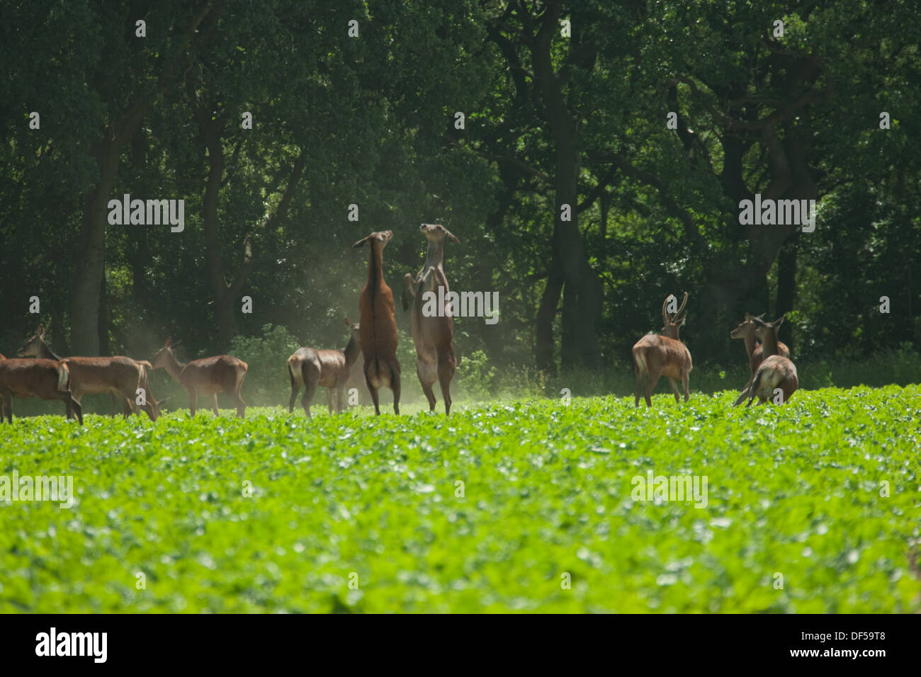 Red Deer (Cervus elaphus). Deux Hinds en litige, sur le bord des bois, entre l'alimentation du troupeau à partir d'un champ de betteraves de plus en plus de terres arables. Banque D'Images