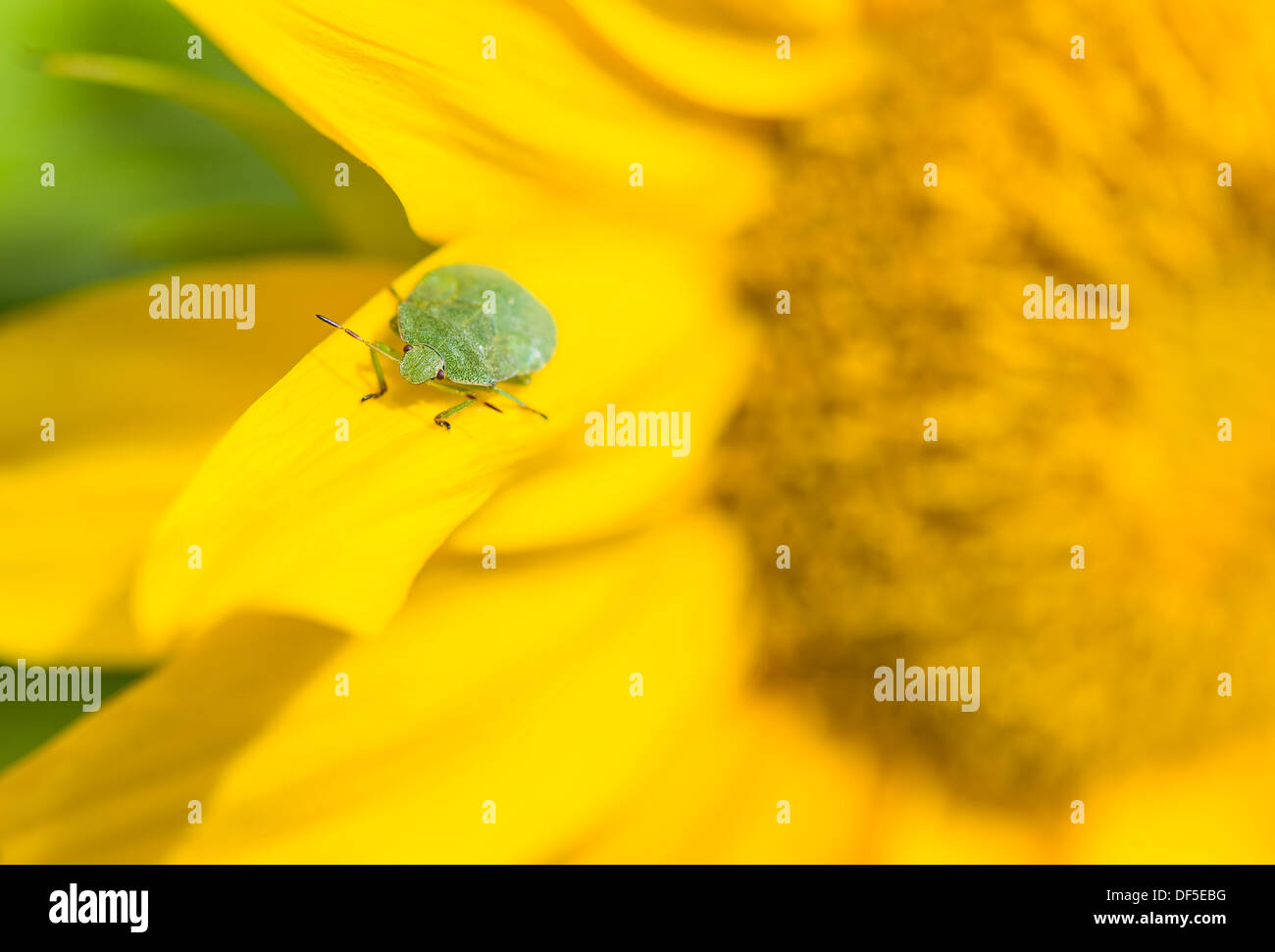 Green stink bug assis sur une feuille de tournesol, close-up Banque D'Images