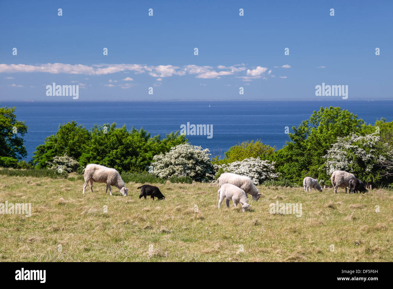 Moutons en mer Banque de photographies et d’images à haute résolution Alamy