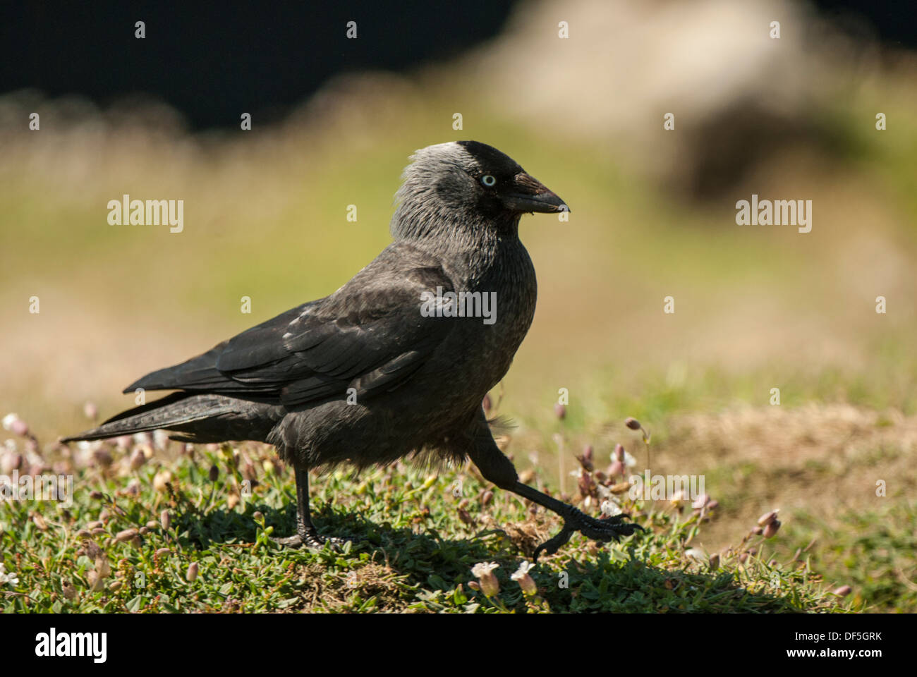 Jackdaw marche sur gazon court. Banque D'Images