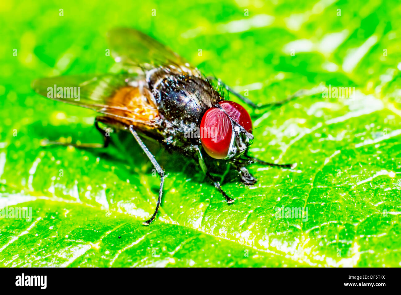 Portrait d'une forêt fly Banque D'Images
