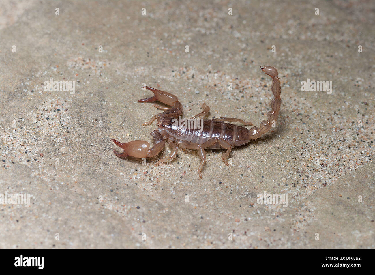 Stripetail moindre Scorpion, Vaejovis coahuilae, Scorpion, araignée, insectes de l'amérique du nord, les insectes venimeux insectes piqueurs, Banque D'Images