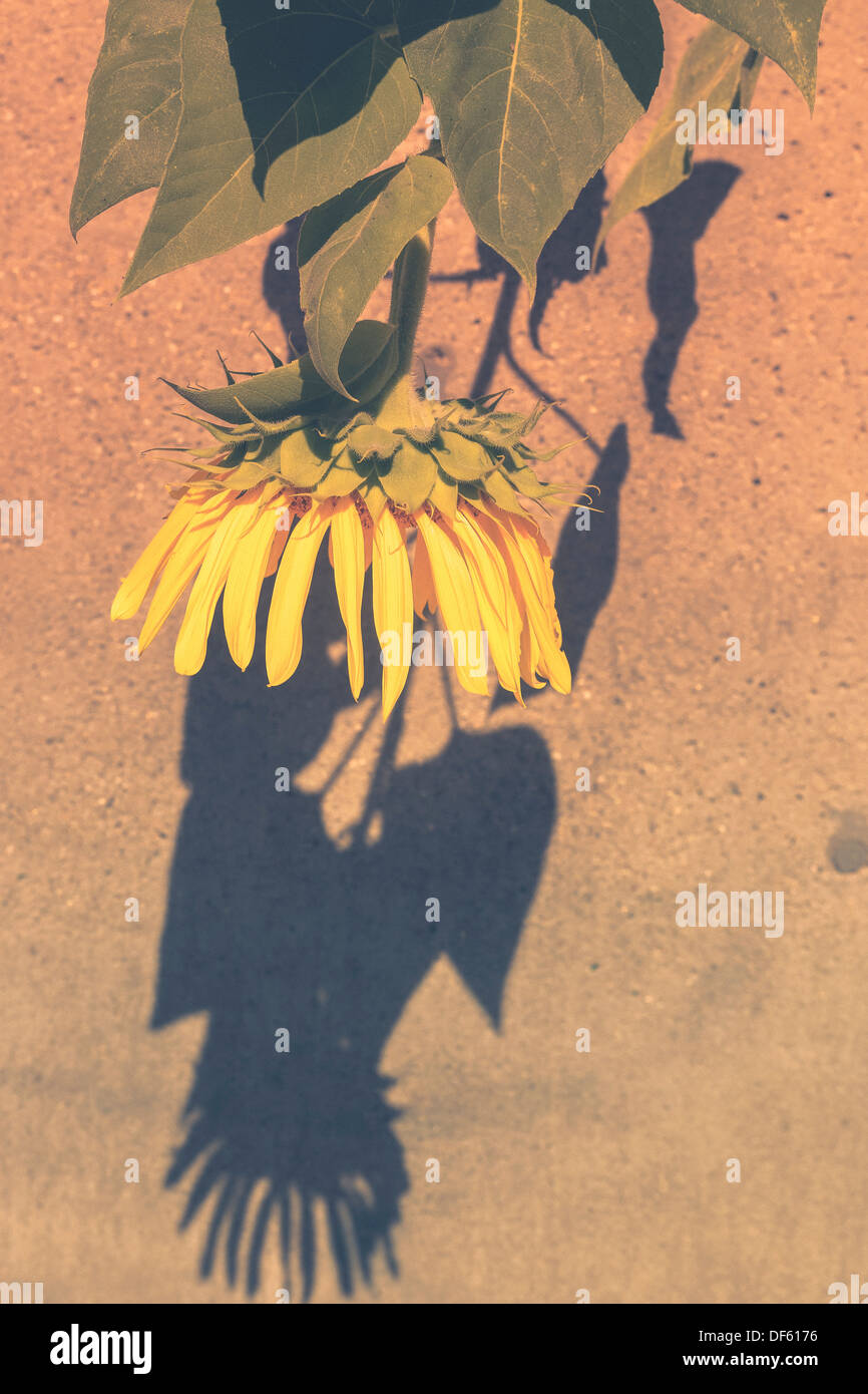 Le long d'un trottoir tombantes tournesol traitement en cours à la fin de l'été début de l'automne de l'automne. Banque D'Images