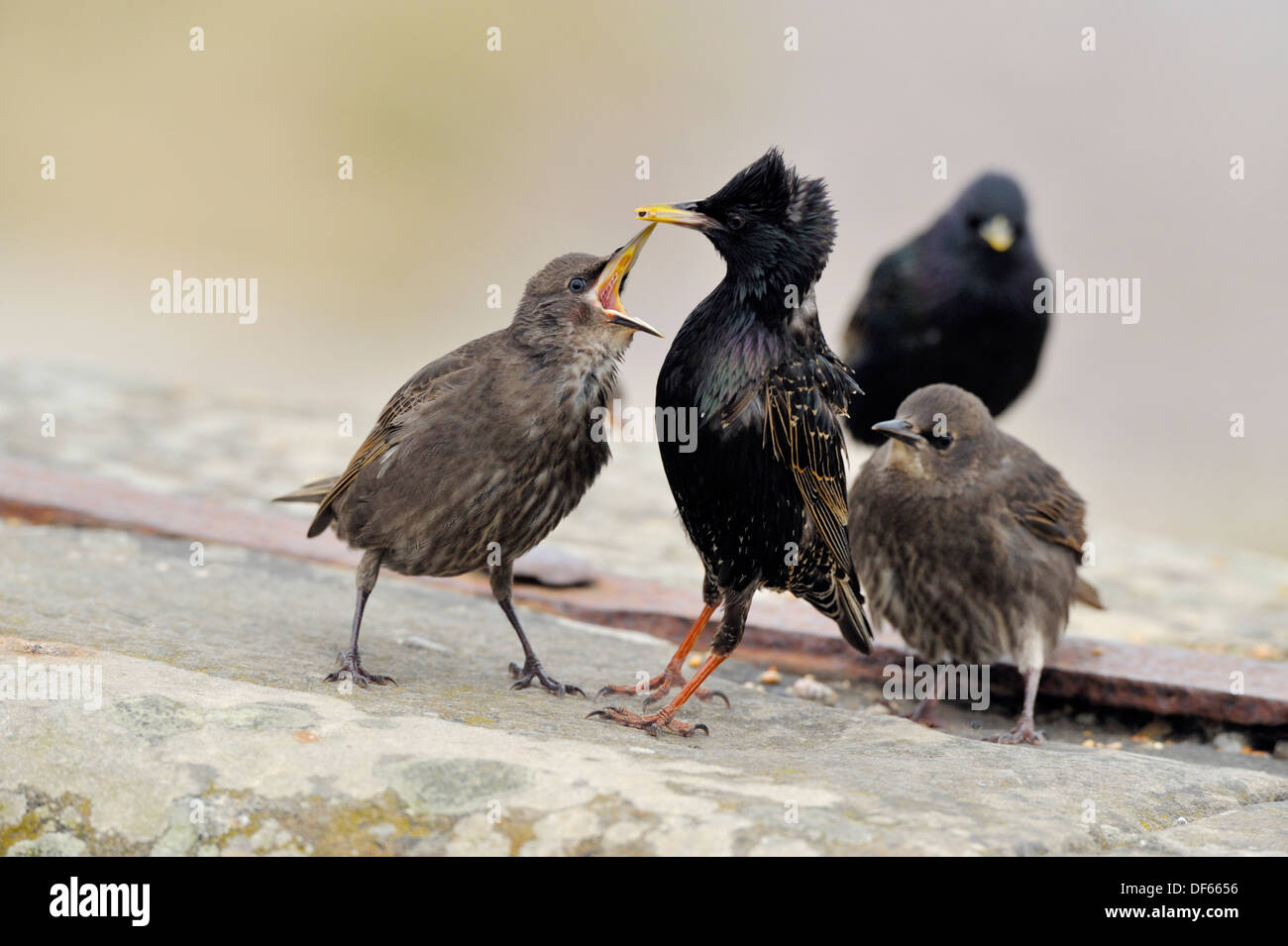 Starling - mineurs étant nourries par parent Sturnus vulgaris Banque D'Images