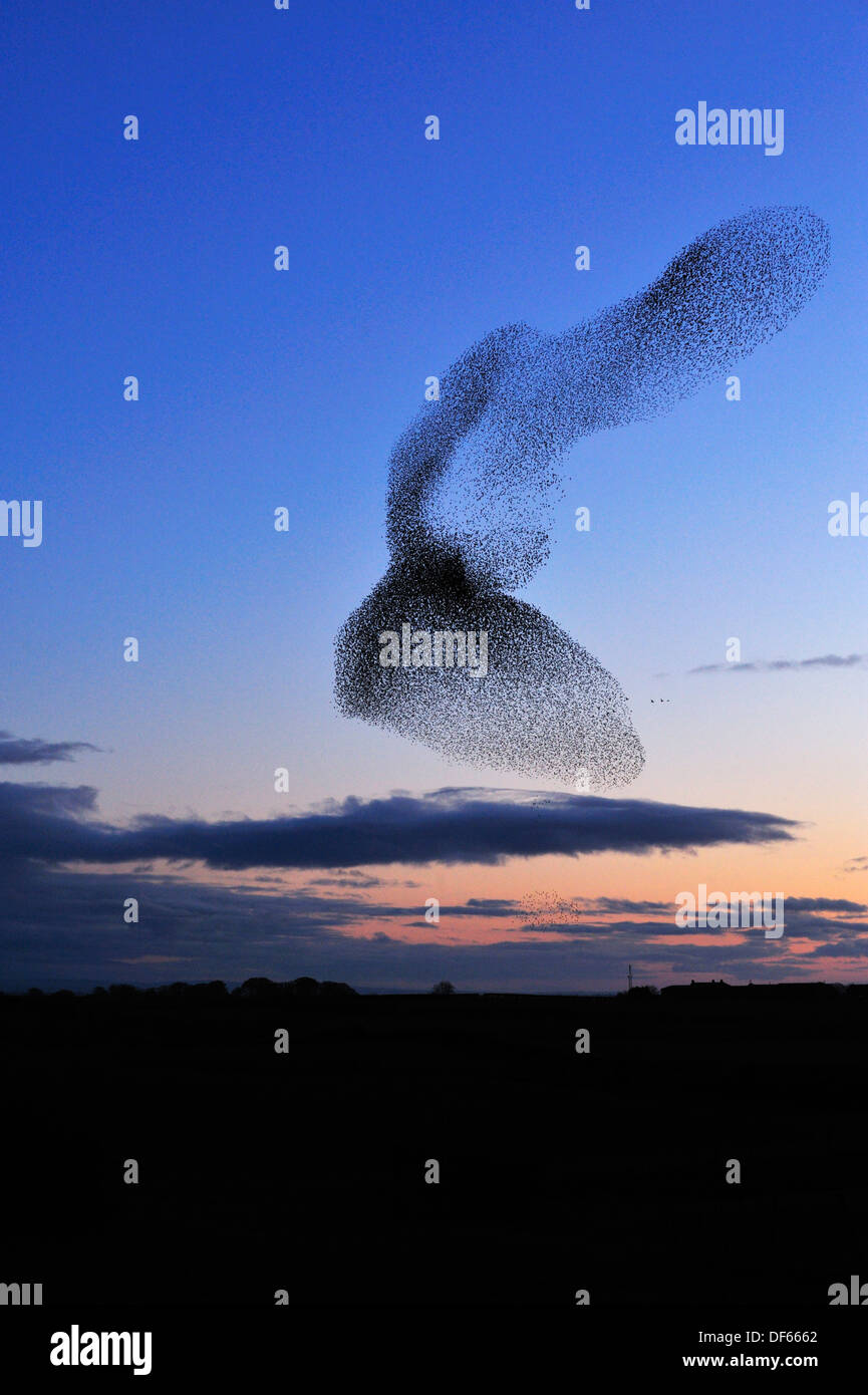 Sansonnet Sturnus vulgaris troupeau en vol au coucher du soleil Banque D'Images
